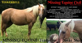 MISSING EQUINE Tinkerbell,  Near Stony Point, NC, 28678
